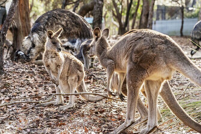 14 Day Tour from Sydney to Cairns Fraser Island and Whitsundays - Noosa National Park and Rainbow Beach: wildlife plus a calmer base
