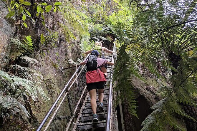 Adventurous Blue Mountains hike up the iconic Three Sisters - The forest climb: 300m/1000ft, 800+ steps, and a guide on the tricky bits