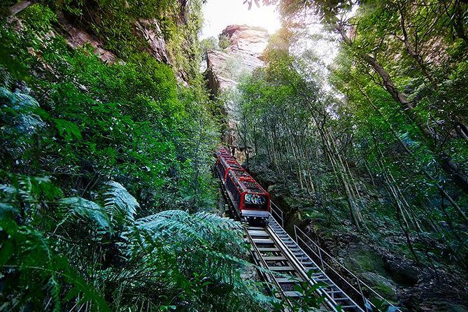 All Inclusive Blue Mountain,Scenic World,Lunch,Koalas,ferry - Lunch with real dietary options: vegan, halal, vegetarian, gluten-free