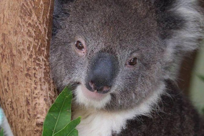 All Inclusive Blue Mountain,Scenic World,Lunch,Koalas,ferry - Jamison Valley-style viewpoints and guided commentary