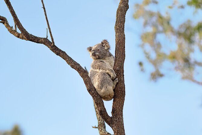 Australian Surfing and Camping Tours - Red Rock and the Gumbaynggirr Indigenous experience