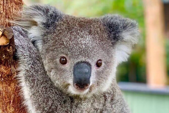 Baby Animals, Boomerangs and BBQ Lunch - Key highlights worth getting excited about
