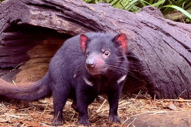 Baby Animals, Boomerangs and BBQ Lunch - Australian Reptile Park without the self-guided wandering