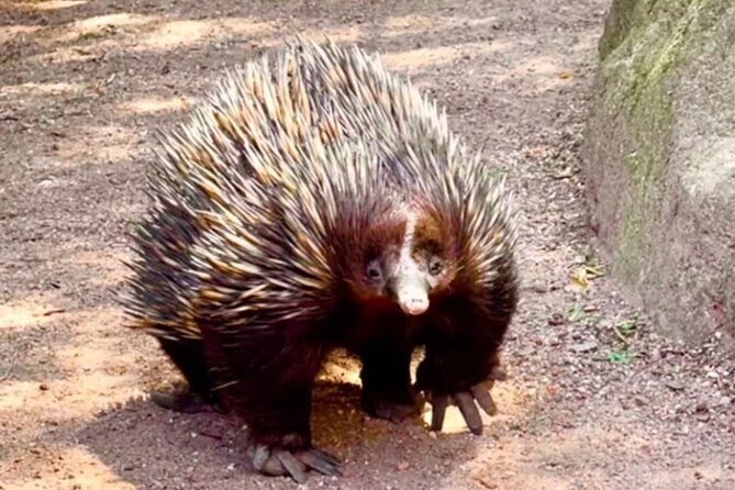Baby Animals, Boomerangs and BBQ Lunch - What I’d watch for in the flow of the day