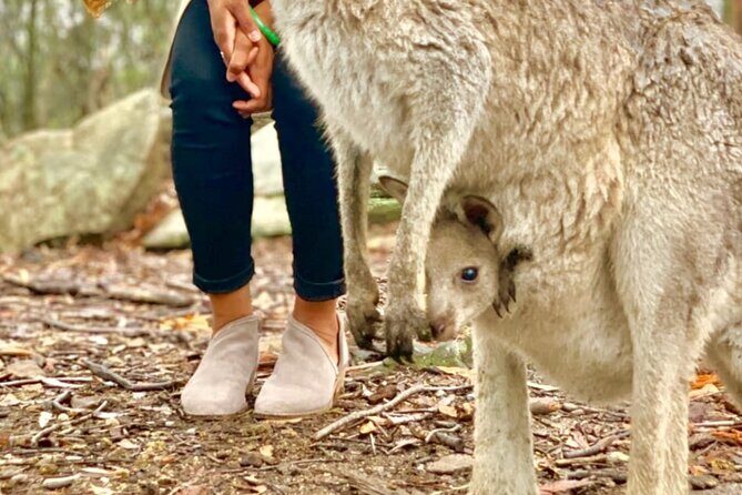 Baby Animals, Boomerangs and BBQ Lunch - Price and value: what $251.04 buys you in the real world