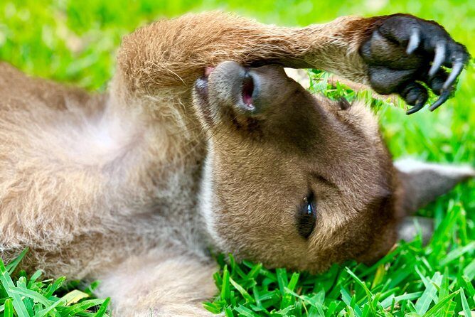 Baby Animals, Boomerangs and BBQ Lunch - The koala meeting: a short, memorable moment with a big payoff