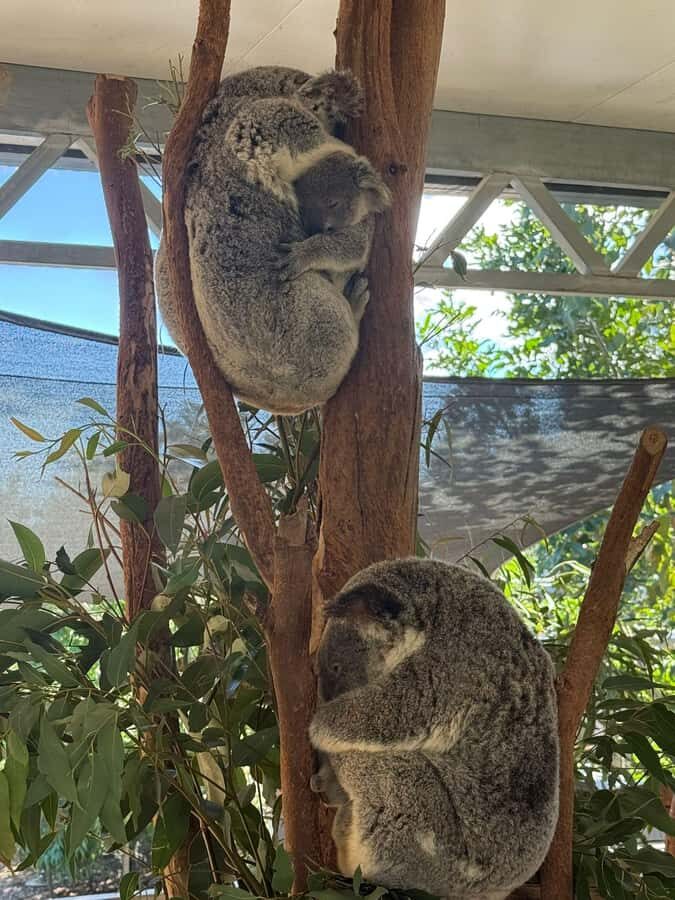 Blue Mountain: Small-Group Tour with Lunch & Scenic World - Who should book this Blue Mountains tour
