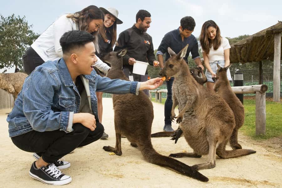 Blue Mountains Adventure: Scenic World, Zoo & Koala Photo - What to bring (and what to plan for) on a full Blue Mountains day