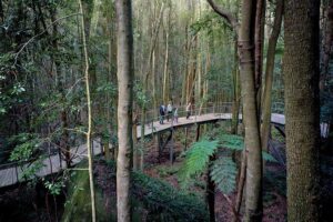 Blue Mountains Adventure w Scenic World, Zoo, Koala Photo & Ferry - The Blue Mountains game plan: lookouts, waterfalls, and that canyon feeling