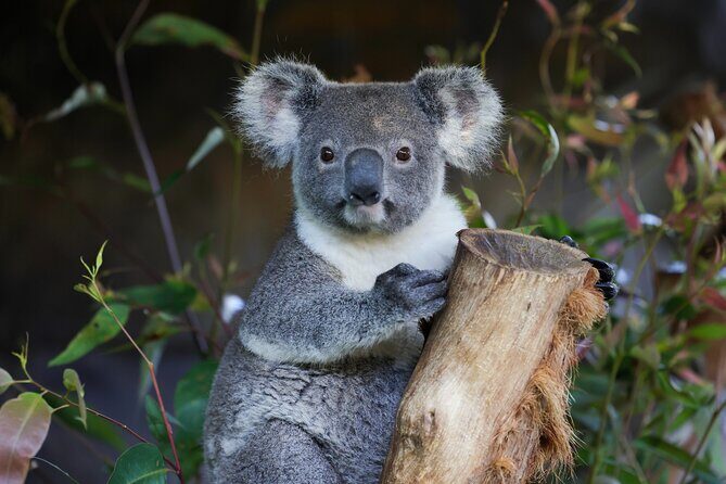 Blue Mountains All-inclusive Tour with Scenic World & Lunch - Key things to know before you go
