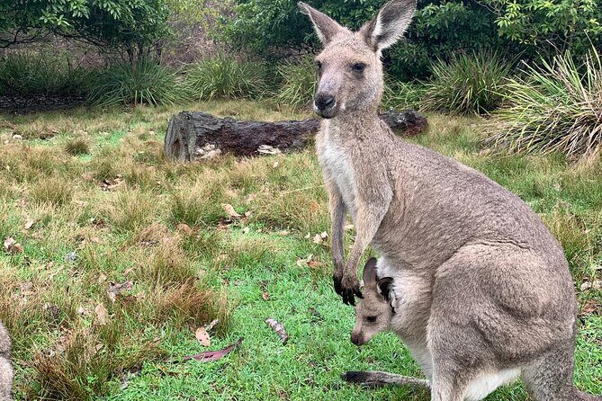 Blue Mountains Day, Sunset Tour & Glow Worms Night Adventure - Guide Matters: Why Antoine’s Style Helps the Whole Day