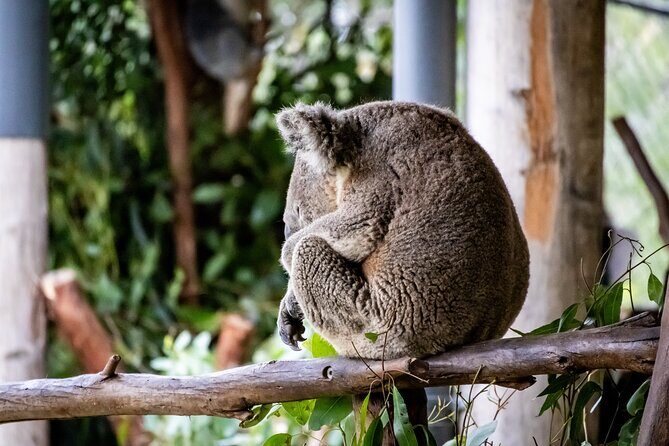 Blue Mountains Day Tour from Sydney - Key highlights to know before you go