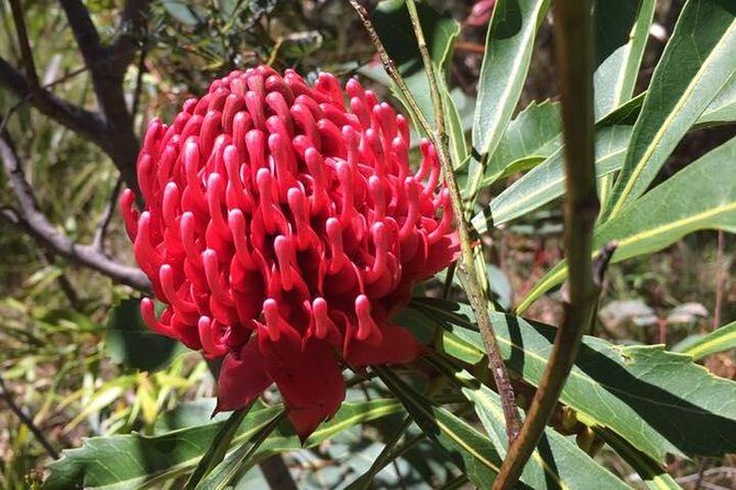 Blue Mountains Day Tour Including Parramatta River Cruise - Wentworth Falls (or Leura Cascades): the walking part of the day
