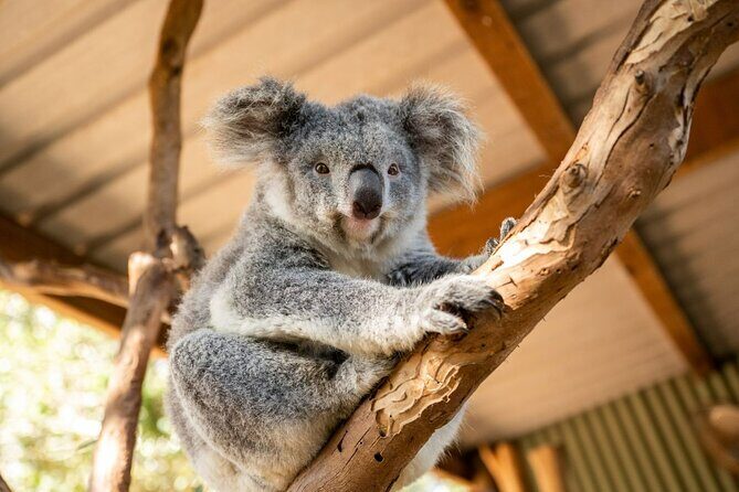 Blue Mountains Day Tour -Scenic World, Koalas & Roos (15 ppl LUX) - Key highlights at a glance