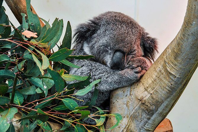 Blue Mountains Highlights, Wildlife Park and Scenic World Full Day Private Tour - Private Sydney to Blue Mountains: comfort plus smart pacing