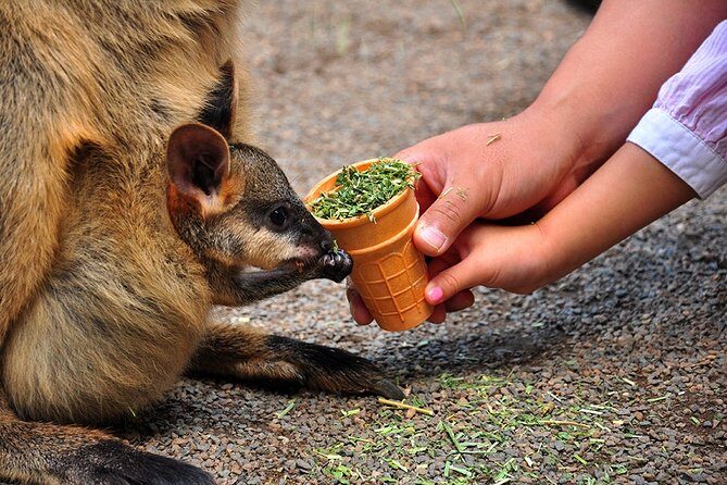 Blue Mountains Highlights, Wildlife Park and Scenic World Full Day Private Tour - Featherdale Wildlife Park: an easy win for families