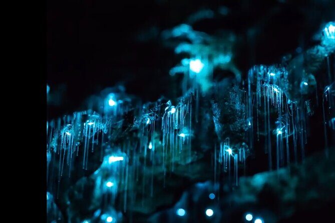 Blue Mountains Hiking Glow worms Cave Wildlife Spotlighting Night Adventure - Key things that make this night adventure work