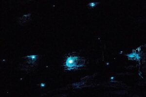 Blue Mountains Hiking Glow worms Cave Wildlife Spotlighting Night Adventure - Headlamps, red-light mode, and how to see glow worms without ruining it