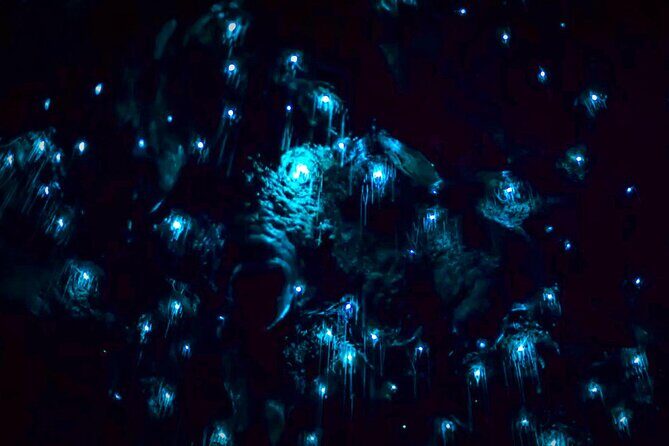 Blue Mountains Hiking Glow worms Cave Wildlife Spotlighting Night Adventure - What’s included, and what that means for your budget