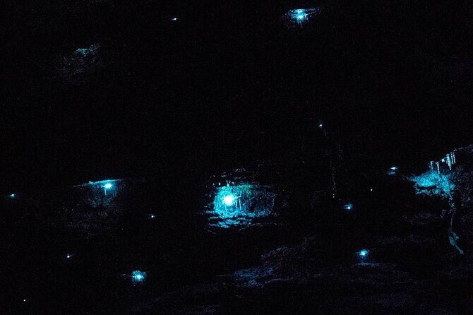Blue Mountains Hiking Glow worms Cave Wildlife Spotlighting Night Adventure - Headlamps, red-light mode, and how to see glow worms without ruining it