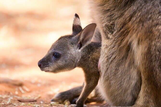 Blue Mountains Private Tour | Koala, Kangaroo, & Waterfalls Day - Leura Mall break: a small town pause for coffee and gifts