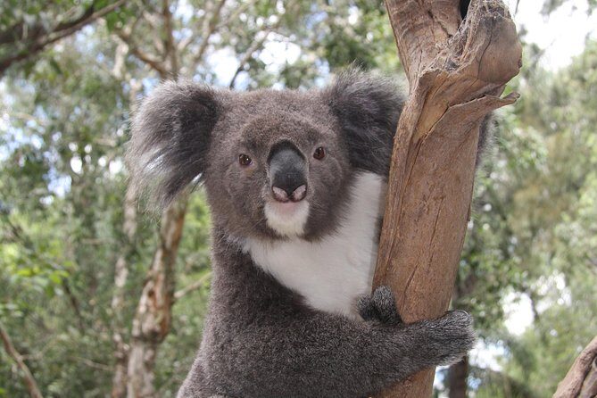 Blue Mountains Private Tour with Kangaroo and Koala Experience - Why this private Blue Mountains day feels efficient