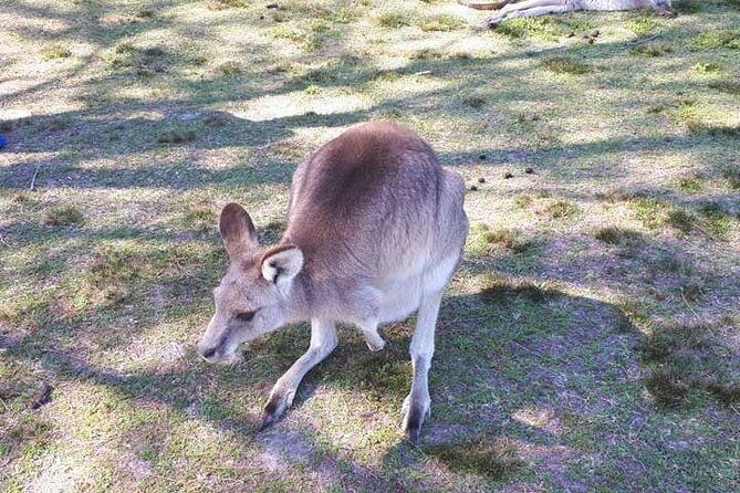 Blue Mountains Private Tour with Kangaroo and Koala Experience - Getting out of Sydney in comfort: Mercedes minivan + pickup/drop-off