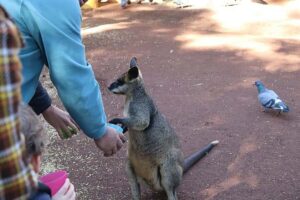 Blue Mountains: Private Tour with Wildlife and River Cruise - Featherdale Wildlife Park: koalas and kangaroos up close