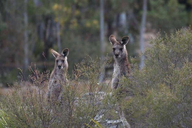 Blue Mountains Small-Group Insider Tour from Sydney - Key Points I’d Write on a Postcard
