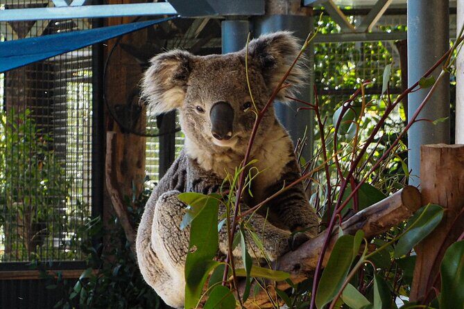 Blue Mountains Small Group Tour with Lunch, Zoo and Scenic World - Stop 3: Leura Lunch with a Drink (and a Break from Driving)