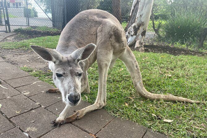 Blue Mountains Wildlife Full-Day Sights and Hiking from Sydney - Your day starts with wildlife at Calmsley Hill City Farm