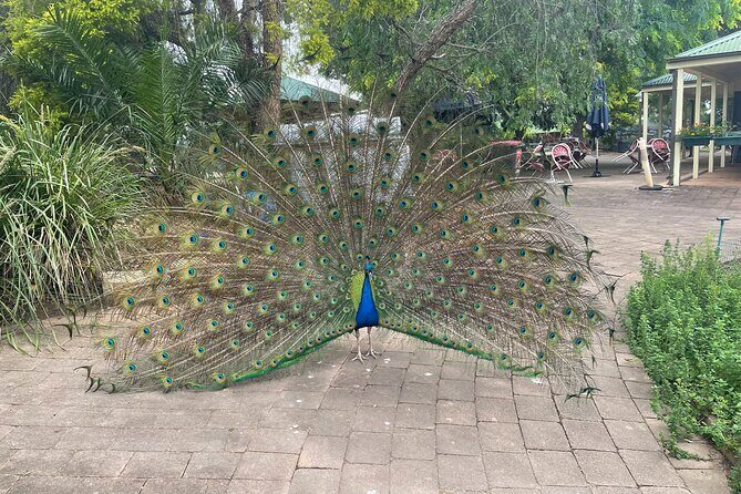 Blue Mountains Wildlife Full-Day Sights and Hiking from Sydney - Mount Tomah Botanic Garden for the final slow-down