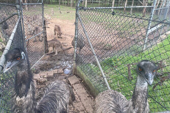Blue Mountains Wildlife Full-Day Sights and Hiking from Sydney - Who this tour fits best