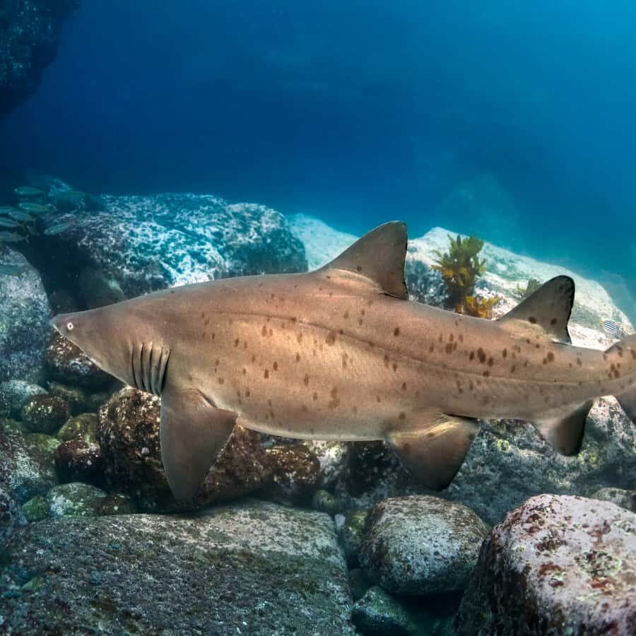 Bondi: Shark Dive at Bushrangers Bay for Certified Divers - Key points before you book
