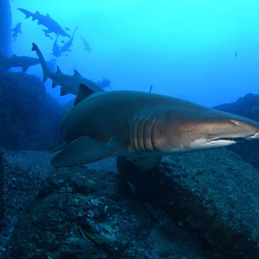 Bondi: Shark Dive at Bushrangers Bay for Certified Divers - Grey nurse sharks at Bushrangers Bay: what makes it special