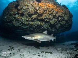 Bondi: Shark Dive at Bushrangers Bay for Certified Divers - From Bondi to the NSW South Coast: morning logistics that feel painless