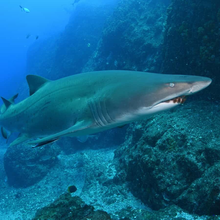 Bondi: Shark Dive at Bushrangers Bay for Certified Divers - The first shore session: calm coaching and close-up encounters