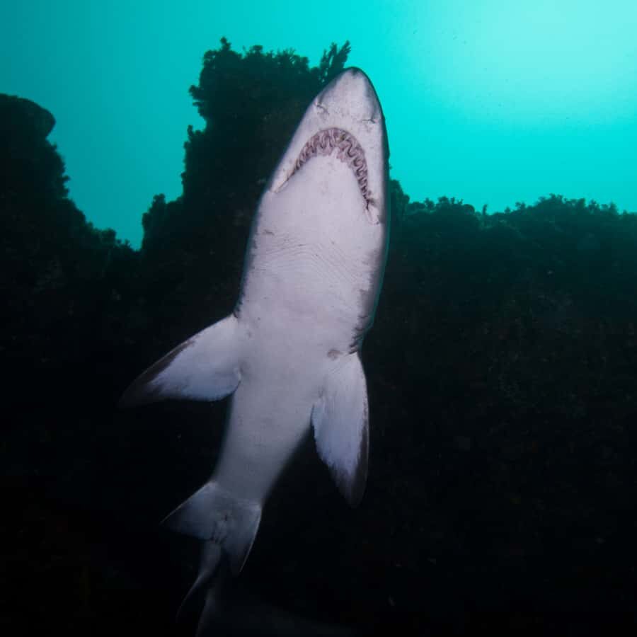 Bondi: Shark Dive at Bushrangers Bay for Certified Divers - Shellharbour break: why the timing matters more than you think
