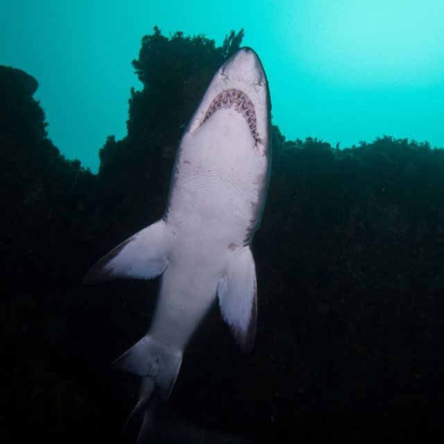 Bondi: Shark Dive at Bushrangers Bay for Certified Divers - Weather, water temperature, and currents: be ready for real conditions