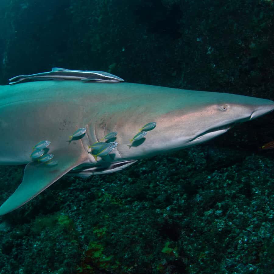 Bondi: Shark Dive at Bushrangers Bay for Certified Divers - Price of $272 for an 8-hour shark sanctuary day: is it worth it?