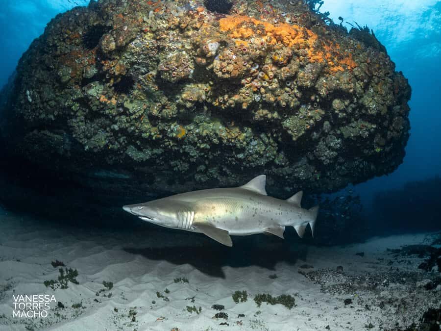 Bondi: Shark Dive at Bushrangers Bay for Certified Divers - From Bondi to the NSW South Coast: morning logistics that feel painless