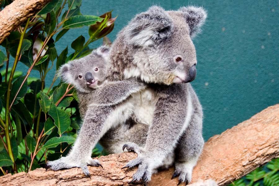 Breakfast with Koalas at WILD LIFE Zoo Darling Harbour - Highlights Tour With a Wildlife Keeper: The Zoo Before It Gets Busy