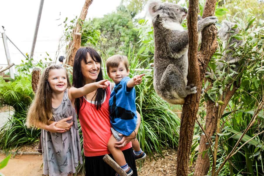 Breakfast with Koalas at WILD LIFE Zoo Darling Harbour - What the Zoo Experience Feels Like: Small, Focused, and Built for Australian Wildlife