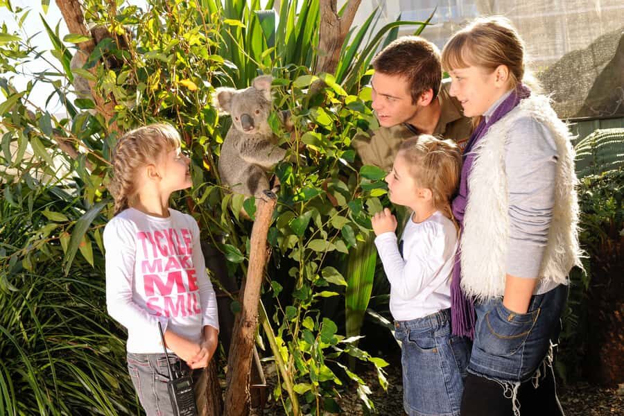 Breakfast with Koalas at WILD LIFE Zoo Darling Harbour - Best Fit: Who Will Love It Most (And Who Might Skip)