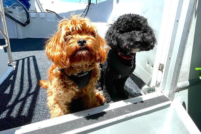 Dogs on Deck Harbour Cruise - Quick takeaways for Dogs on Deck