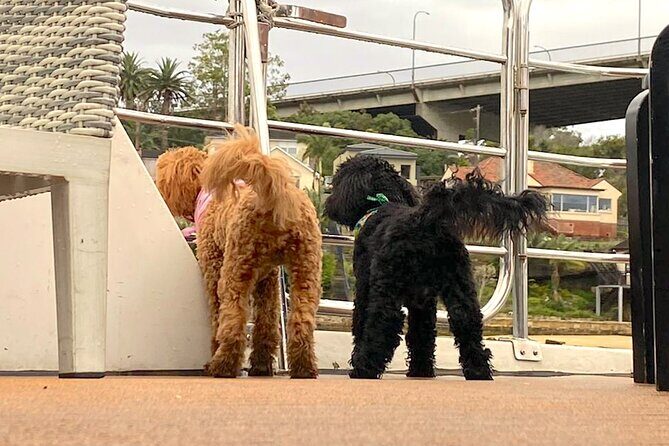 Dogs on Deck Harbour Cruise - Dog rules that keep the ride comfortable (and fair)
