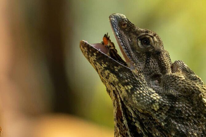 Featherdale Wildlife Park with Exclusive Private Transfers - Private Transfer Timing: How the 4 Hours Really Works
