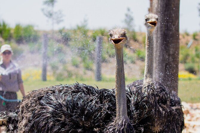Featherdale Wildlife Park with Exclusive Private Transfers - Entering Featherdale With a Crowd-Smart Animal Route