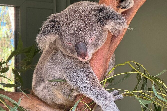 Featherdale Wildlife Park with Exclusive Private Transfers - Practical Tips for a Smooth Day at Featherdale