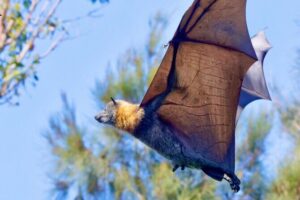 Flying Fox Experience, Thousands of Australia's Largest Bat - What Eye-Level Flying-Fox Time Actually Feels Like